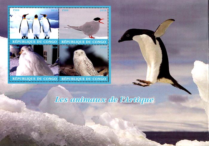 Congo 2018 Birds Arctic Animals Snowy Owl Penguins 4v Souvenir Sheet S/S.